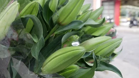 Green unopened lily buds bundled together and displayed at an outdoor flower Vídeos de archivo 334116192