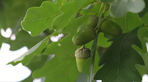 Green unripe acorns Stock Footage