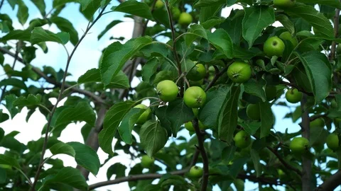 Green unripe apples on an apple tree. Health food concept. Stock Footage 114308824
