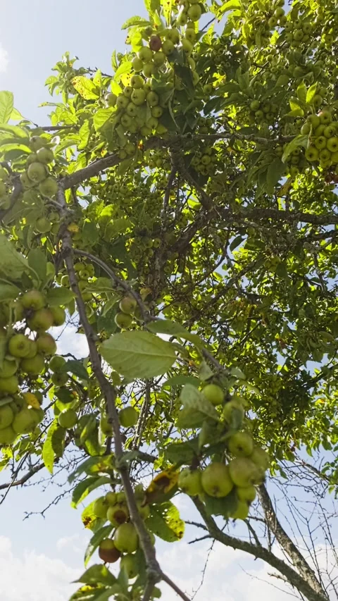 Green unripe apples growing on a tree branch Stock Footage 344811772