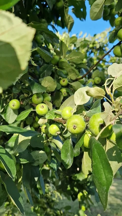Green unripe apples on a tree branch close-up Stockbeeldmateriaal 339367386