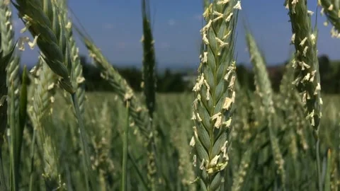 Green unripe cereal in the spring Video stock 131248441