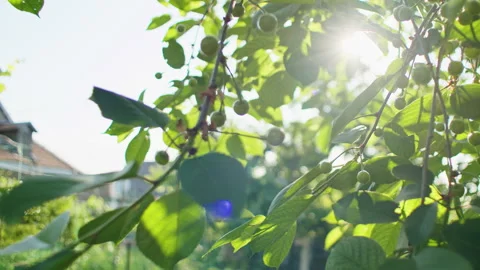 Green unripe cherries on tree branches with leaves and sunlight. Outdoor garden Stock Footage 276922896