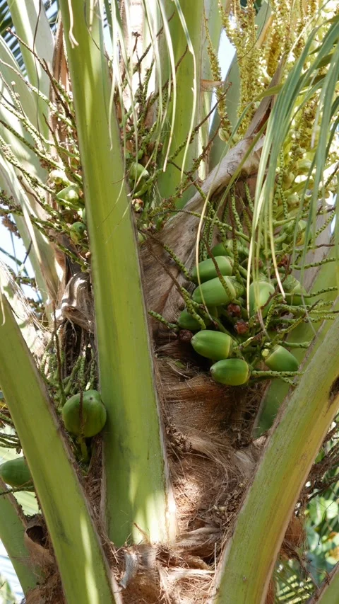 Green unripe coconut clusters growing on a palm tree in a sunny tropical setting Stock Footage 345600561