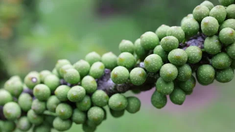 Green unripe figs growing on a tree branch Vídeo Stock 341961293