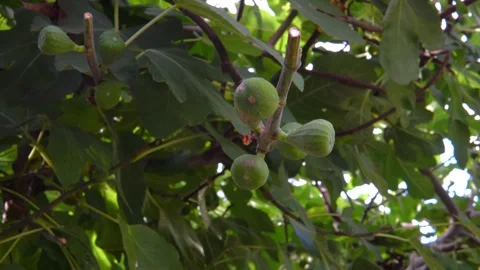 Green unripe figs growing on tree branch with lush foliage in summer garden clos Video stock 344577046
