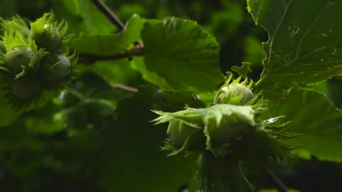 Green unripe hazelnuts ripening on a tree branch Stock Footage 344103266
