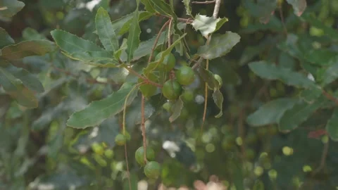 Green unripe macadamia nuts hanging on a branch and moving in the breeze on a Stock Footage 336062382