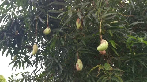 Green unripe mango Video stock 157746383