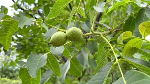 Green unripe nuts hanging on a walnut tree branch Stock Footage 312215806