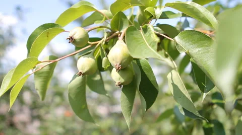 Green unripe pears Stock Footage 40493825