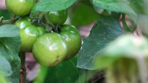 Green unripe tomatoes Stock Footage 134522903