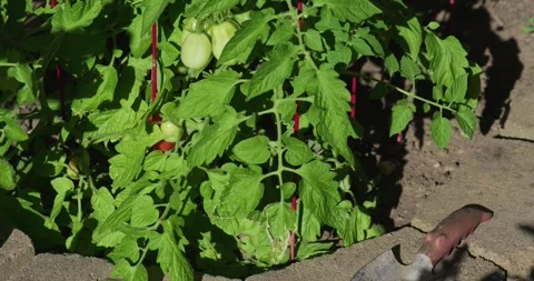 Green unripe tomatoes growing on a backyard plant 動画素材 336772075