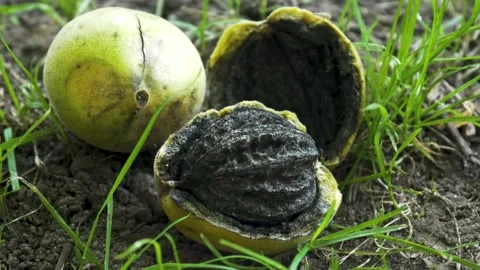 Green unripe walnut on the ground, nuts close-up, street, day, 4K video Stock Footage 165730100