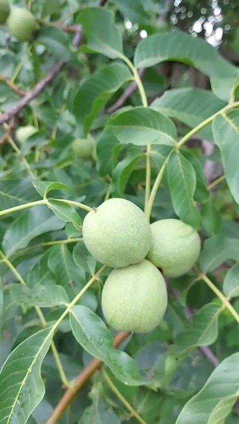 Green unripe walnuts growing on tree branch with vibrant green leaves. Organic Stock Footage 324122446