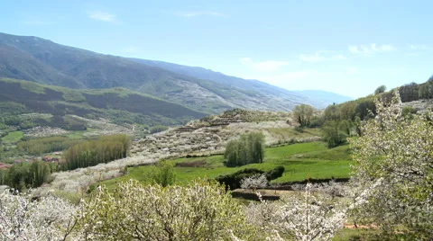 Green valley full of cherry tree plantations, vanishing point Stock Footage 49626877