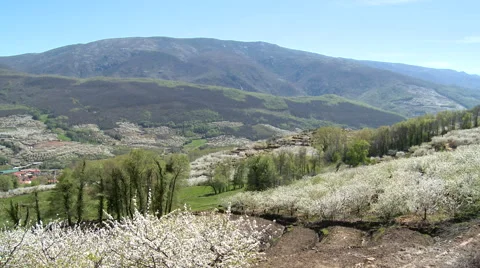 Green valley full of cherry tree plantations Stock Footage 49627179