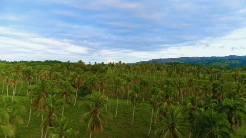 A green valley with palm trees and mountain peaks. Video stock 334922333