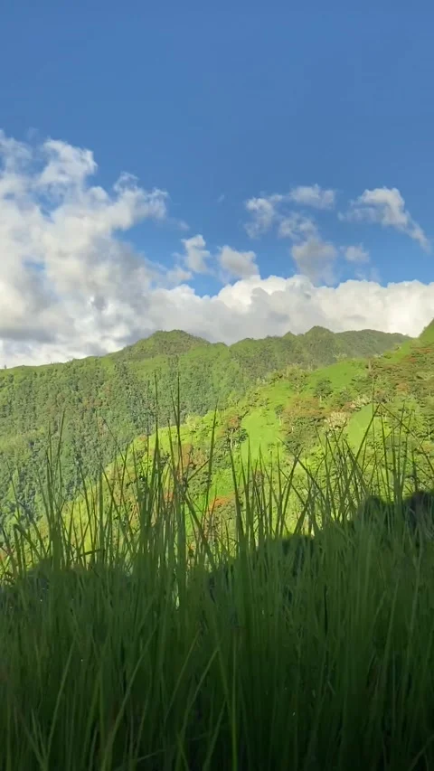 Green valley in Tahiti Stock Footage 344546308