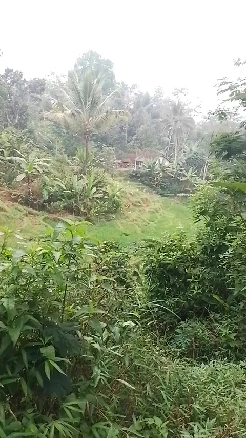 A green valley in the village of West Java, Indonesia Video stock 247327401