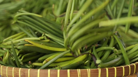 Green vanilla bean harvest falling in slow motion. Organic farmer produce Stock Footage 227442950