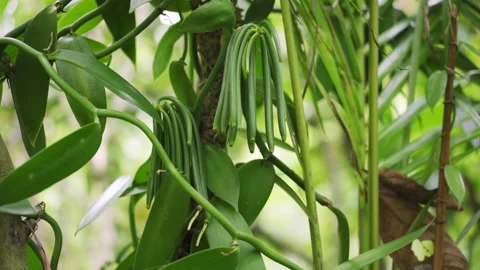 Green vanilla beans hanging from vanilla vines in a vanilla plantation Stock Footage 167708938