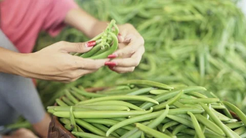 Green vanilla beans (post harvest processing) Stock Footage