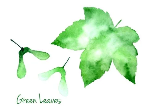 Green vector watercolor maple leaf and seeds Stock Illustration