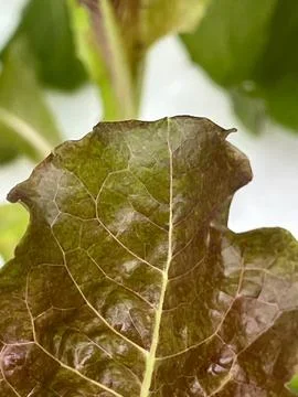 Green vegetable (2) Stock Photos
