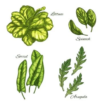 Green vegetable and salad leaf sketch set イラスト素材