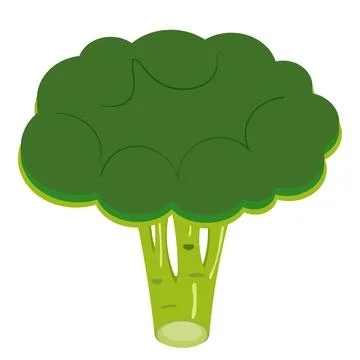 Green vegetable broccoli on white background, vector Stock Illustration