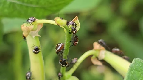 Green vegetable bug infestation on bean plant 库存影片 335585280