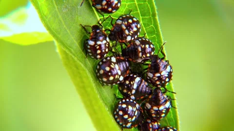 Green vegetable bug (Nezara viridula), Third instar, young bed bugs on a gr.. Stock Footage 249197046