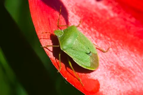 Green vegetable bug Stock Photos
