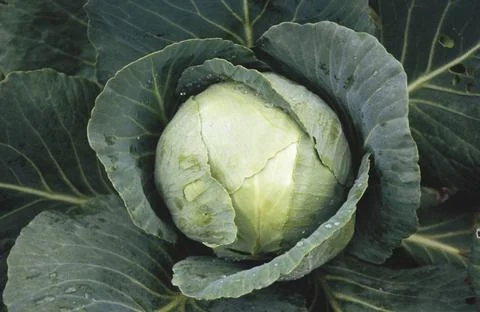 Green vegetable Cabbage growing in fields at Koti near Simla , Himachal Pr... Fotos Stock
