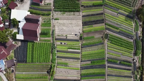Green vegetable farm Stock Footage 150206523