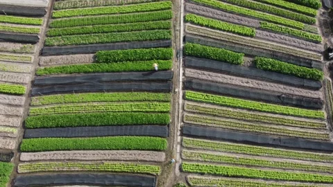 Green vegetable farm Stock Footage 150206610
