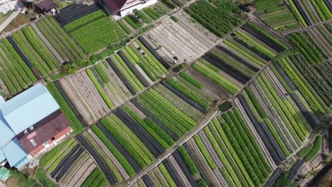 Green vegetable farm Stock Footage 197013475