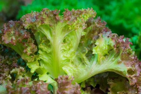 Green vegetable in farm Stock Photos