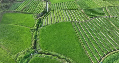 Green vegetable field in spring Video stock 266435534