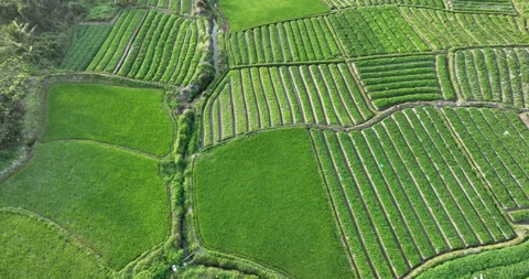 Green vegetable field in spring Vidéo 298040186
