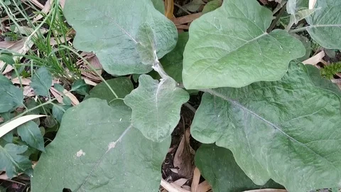 Green vegetable Video stock 126805271