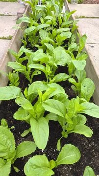 Green vegetable garden in springtime, Stock Photos