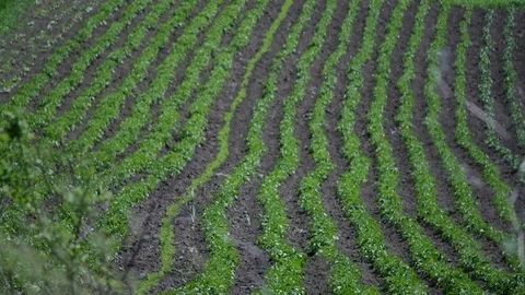 Green vegetable garden, top view on the hill Stock Footage 76966940