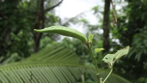 Green vegetable in green background Stock Footage 157715355