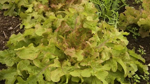 A green vegetable inside a greenhouse Stock Footage 87746538