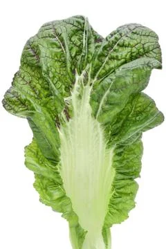 Green vegetable leaf close-up Stock Photos