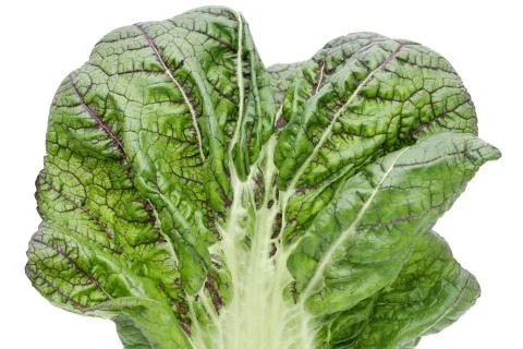 Green vegetable leaf close-up Stock Photos