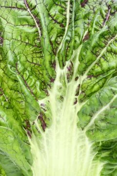 Green vegetable leaf full frame. natural background Stock Photos