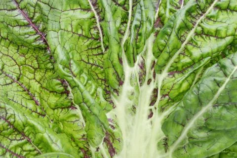 Green vegetable leaf full frame. natural background Stock Photos